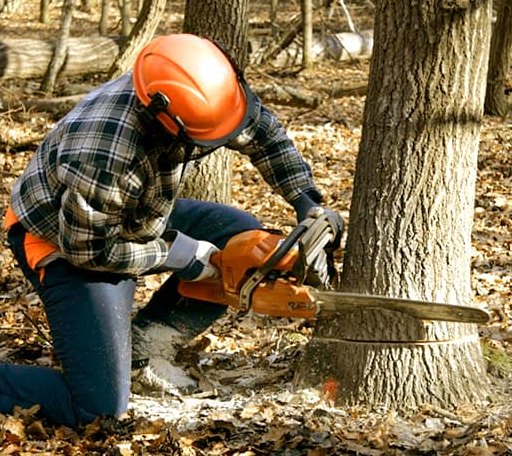 Tree Removal in Buckholts, TX